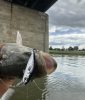3D STICKLEBAIT TWITCH 4.5CM 4G S BL S